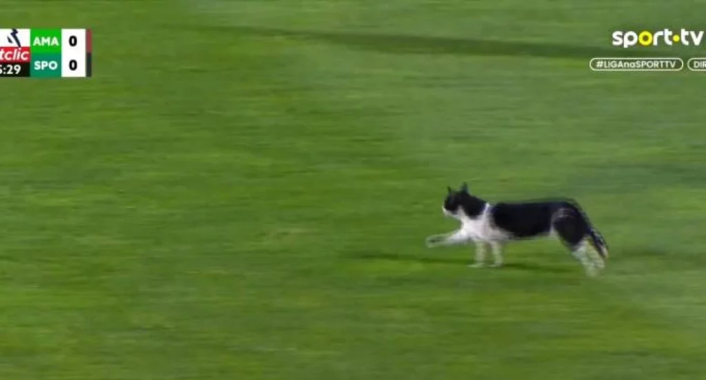 Απρόβλεπτη επίσκεψη: Έκλεψε την παράσταση… τετράποδος εισβολέας στο Αμαδόρα–Σπόρτινγκ