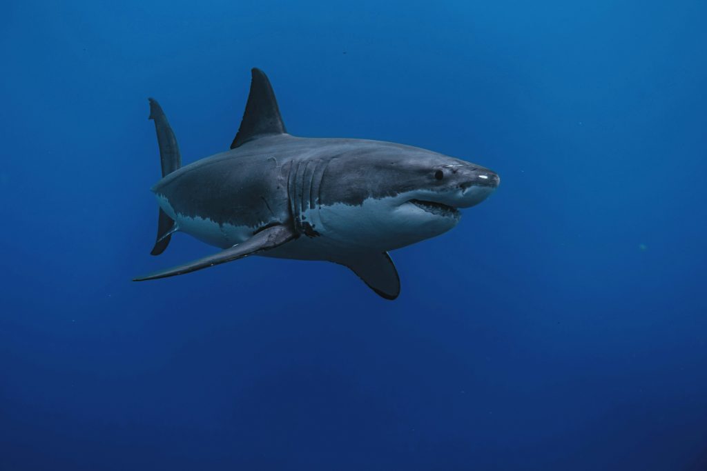 Βραζιλία: Σοκαριστική επίθεση καρχαρία σε τουρίστρια τη στιγμή που μπαίνει στη θάλασσα  (video)