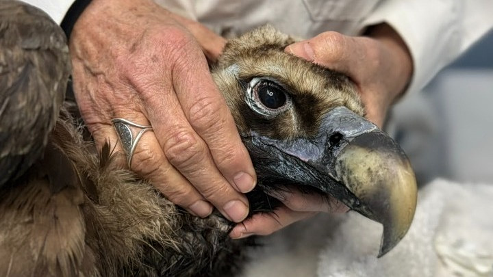 Ο μαυρόγυπας «Ιωάννα» επέστρεψε στη Δαδιά και ανανέωσε την ελπίδα – Η απίστευτη ιστορία του