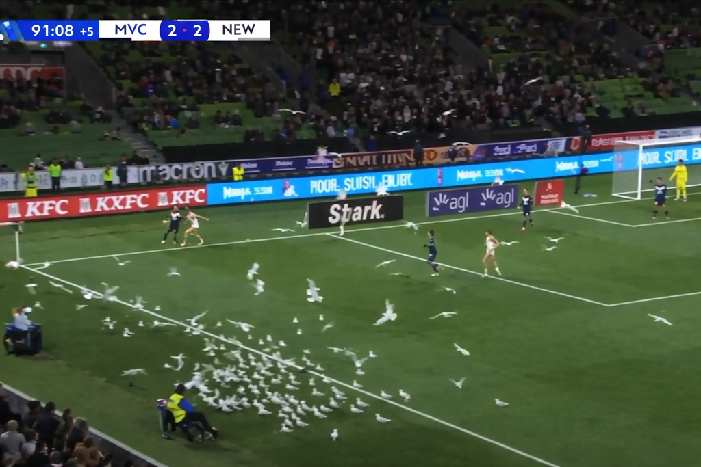 Απίστευτες εικόνες στην Αυστραλία: Σμήνος από γλάρους εισέβαλλε στο γήπεδο, ενώ ο αγώνας συνεχίστηκε κανονικά (vid)