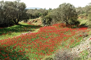 Καιρός: Άνοιξη… σε αναμονή – Σενάρια για ψυχρή εισβολή μετά την Πρωτομαγιά, τι δείχνουν τα προγνωστικά μοντέλα