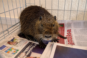 Σπάνιο θέαμα: Μυοκάστορας εντοπίστηκε σε παραλία της Επανομής