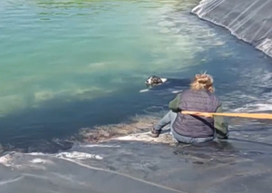 Υπάλληλοι του Δήμου Κατερίνη έσωσαν από πνιγμό έξι σκυλιά που είχαν εγκλωβιστεί σε ταμιευτήρα άρδευσης (video)