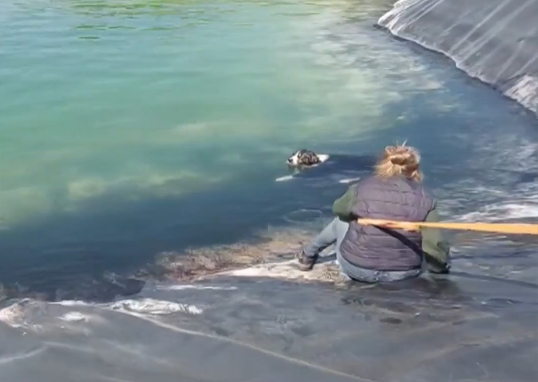 &Upsilon;&pi;ά&lambda;&lambda;&eta;&lambda;&omicron;&iota; &tau;&omicron;&upsilon; &Delta;ή&mu;&omicron;&upsilon; &Kappa;&alpha;&tau;&epsilon;&rho;ί&nu;&eta; έ&sigma;&omega;&sigma;&alpha;&nu; &alpha;&pi;ό &pi;&nu;&iota;&gamma;&mu;ό έ&xi;&iota; &sigma;&kappa;&upsilon;&lambda;&iota;ά &pi;&omicron;&upsilon; &epsilon;ί&chi;&alpha;&nu; &epsilon;&gamma;&kappa;&lambda;&omega;&beta;&iota;&sigma;&tau;&epsilon;ί &sigma;&epsilon; &tau;&alpha;&mu;&iota;&epsilon;&upsilon;&tau;ή&rho;&alpha; ά&rho;&delta;&epsilon;&upsilon;&sigma;&eta;&sigmaf; (video)