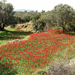 Διπρόσωπος ο καιρός: «Άνοιξη» στα βόρεια, ομπρέλες στην Κρήτη