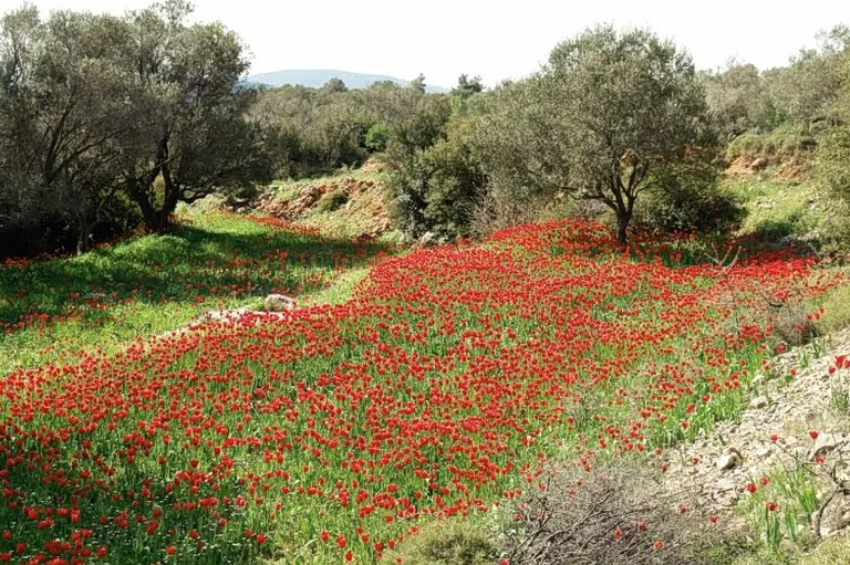 Αγριοπαπαρούνες σε αγρό