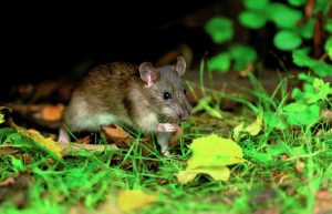 Συναγερμός στη Ζάκυνθο: Επιβεβαιώθηκε ο θάνατος άνδρα από λεπτοσπείρωση – Τρία επιβεβαιωμένα κρούσματα