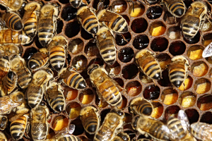 Ισραήλ: Μετά τα κοράκια τεράστιο σμήνος από μέλισσες εφόρμησε σε… εμπορικό κέντρο – Έτρεξε πάλι ο κόσμος να προστατευτεί