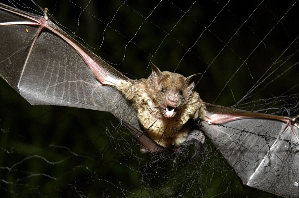 Συναγερμός στη Νότια Αμερική: Η «νόσος ζόμπι» εξαπλώνεται μέσω νυχτερίδων και προκαλεί ανησυχία