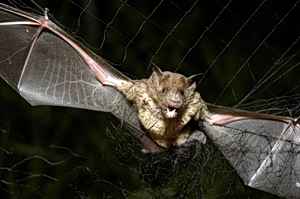 Συναγερμός στη Νότια Αμερική: Η «νόσος ζόμπι» εξαπλώνεται μέσω νυχτερίδων προκαλεί ανησυχία