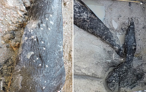 Έξυπνο είδος πριν τους Homo Sapiens; – Βρέθηκε ξύλινη κατασκευή 476.000 χρόνων