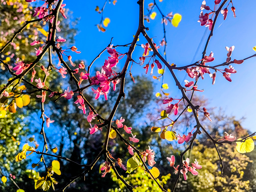 Πρόγνωση Καιρού: Αίθριος με τοπικές βροχές και άνοδο θερμοκρασίας