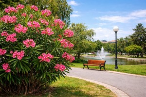 Πικροδάφνη: Ο Πρόεδρος της Ελληνικής Βοτανικής Εταιρείας σχολιάζει στα ΝΕΑ το ξήλωμα και την αναδίπλωση ΕΟΔΥ