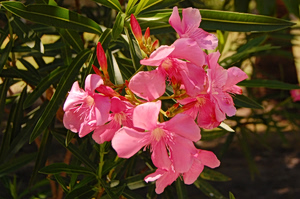 Πικροδάφνη: Ο Πρόεδρος της Ελληνικής Βοτανικής Εταιρείας σχολιάζει στα ΝΕΑ το ξήλωμα και την αναδίπλωση ΕΟΔΥ