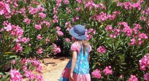 «Τοξική» η πικροδάφνη: Μπορεί να προκαλέσει μέχρι και βλάβη στον κερατοειδή – Παιδίατρος εξηγεί στα ΝΕΑ τους κινδύνους για τα παιδιά