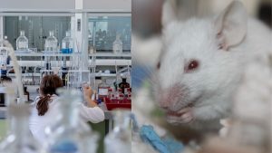 Ισραηλινοί επιστήμονες άλλαξαν το φύλο ενός ποντικιού «πειράζοντας» το DNA του