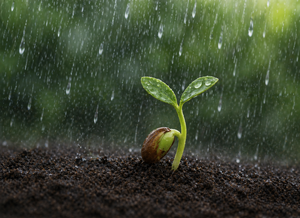 Οι σπόροι του ρυζιού «ακούν» τη βροχή και φυτρώνουν πιο γρήγορα