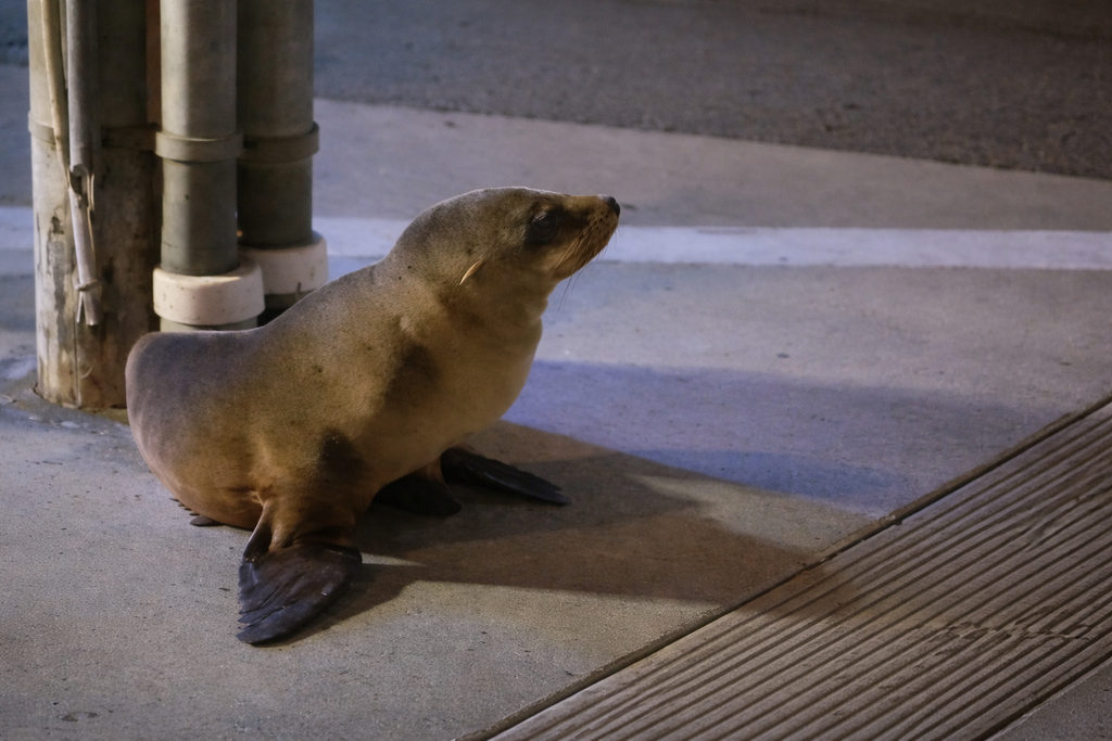 Απρόσμενος «επισκέπτης» στους δρόμους του Σαν Φρανσίσκο – Θαλάσσιο λιοντάρι στην… άσφαλτο