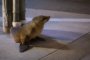 Απρόσμενος «επισκέπτης» στους δρόμους του Σαν Φρανσίσκο – Θαλάσσιο λιοντάρι στην… άσφαλτο