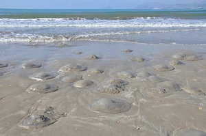 Γέμισε μέδουσες η Τουρκία – Τρομακτικές εικόνες με εκατοντάδες να έχουν κατακλύσει την ακτή