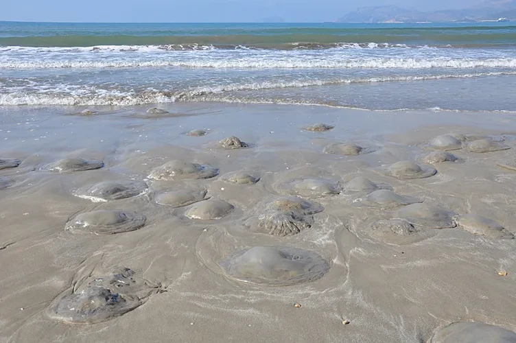 Γέμισε μέδουσες η Τουρκία – Τρομακτικές εικόνες με εκατοντάδες να έχουν κατακλύσει την ακτή