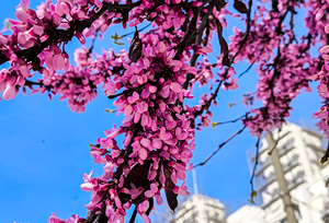 Καιρός: Με ήπια αστάθεια η έξοδος των εκδρομέων – Βελτίωση και ανοιξιάτικο σκηνικό το Πάσχα