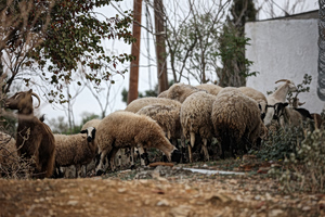 Στα 76 τα κρούσματα αφθώδη πυρετού στη Λέσβο τις τελευταίες 3 εβδομάδες