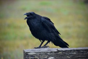 Βίντεο: Κοράκι επιτίθεται σε περαστικούς στο κέντρο της Θεσσαλονίκης – Τρεις ελαφρά τραυματίες