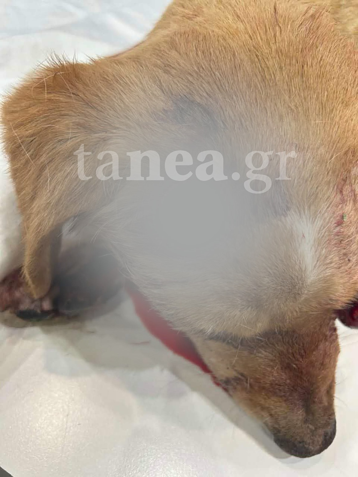 https://www.tanea.gr/wp-content/uploads/2026/05/WhatsApp-Image-2026-05-14-at-00.30.09-1152x1536.jpeg