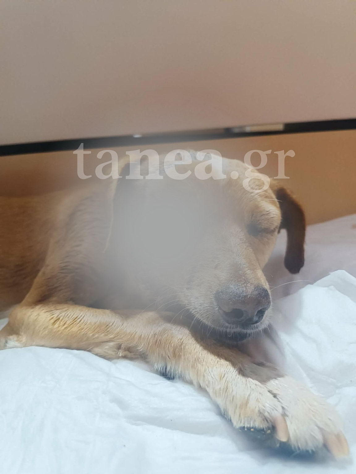 https://www.tanea.gr/wp-content/uploads/2026/05/WhatsApp-Image-2026-05-14-at-00.31.54-1152x1536.jpeg