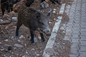 Φθιώτιδα: Αγριογούρουνο έκανε μπάνιο στη θάλασσα και έκλεψε την παράσταση – Δείτε βίντεο