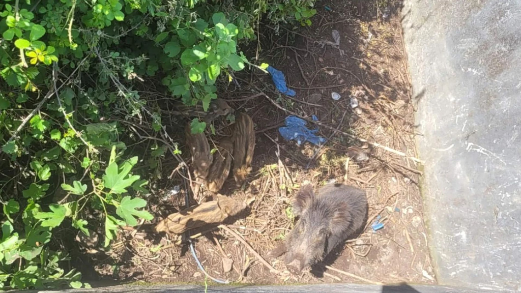 Επιτυχής Διάσωση Αγριόχοιρων από Στέρνα στη Δοβρά Βέροιας