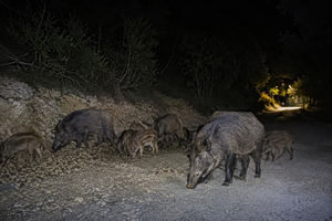 Τρόμος για τρεις ανήλικους στο Βόλο – Ήρθαν αντιμέτωποι με αγέλη αγριογούρουνων στις παρυφές της πόλης