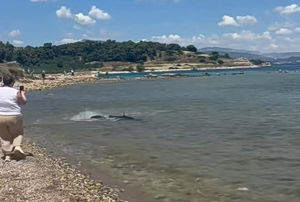 Καρχαρίας μήκους 2,5 μέτρων εμφανίσθηκε στα αβαθή σε παραλία στις Κεχριές Κορίνθου