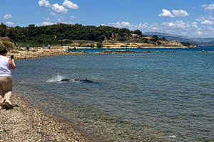 Καρχαρίας μήκους 2,5 μέτρων εμφανίσθηκε στα αβαθή σε παραλία στις Κεχριές Κορίνθου