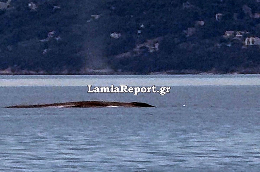 Φάλαινα εμφανίστηκε ανοιχτά του Θεολόγου στον Βόρειο Ευβοϊκό – Δείτε βίντεο | Επικαιρότητα στο PlusTV.gr
