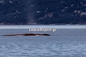 Φάλαινα εμφανίστηκε ανοιχτά του Θεολόγου στον Βόρειο Ευβοϊκό – Δείτε βίντεο