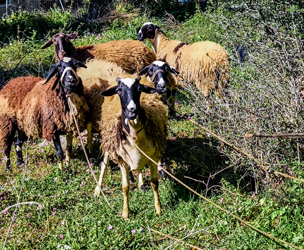 Ωρολογιακή βόμβα για την κτηνοτροφία ο αφθώδης πυρετός – «Ανάγκη για μέτρα βιοασφάλειας»