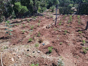 Φυτεία κάνναβης με 1.561 δενδρύλλια εντοπίσθηκε στην Αρκαδία – Συνελήφθησαν δύο άτομα (φωτό & video)