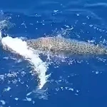 Λαγοκέφαλοι εναντίον… λαγοκέφαλων στην Κρήτη: Άγρια μάχη στη θάλασσα για ένα δόλωμα – ΒΙΝΤΕΟ