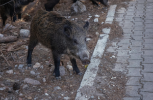Λευκάδα: Αστυνομικός τραυματίστηκε μετά από σύγκρουση με αγριογούρουνο – Μεταφέρθηκε στο νοσοκομείο