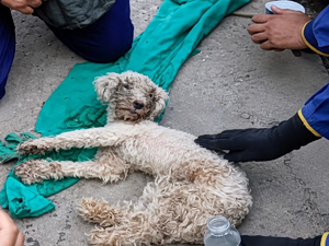 Βενεζουέλα: Σκυλάκι βρέθηκε ζωντανό στα ερείπια 29 μέρες μετά τους φονικούς σεισμούς (video)