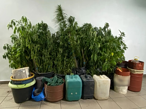 Τρεις φυτείες κάνναβης εντοπίστηκαν σε δύσβατη ορεινή περιοχή στην Αγιάσο της Λέσβου – Δύο συλλήψεις