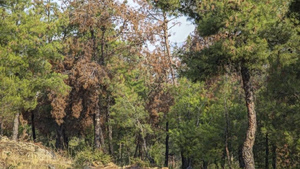 Θεσσαλονίκη: Κλειστό το δάσος Σέιχ Σου έως το πρωί της Πέμπτης λόγω του υψηλού κινδύνου φωτιάς