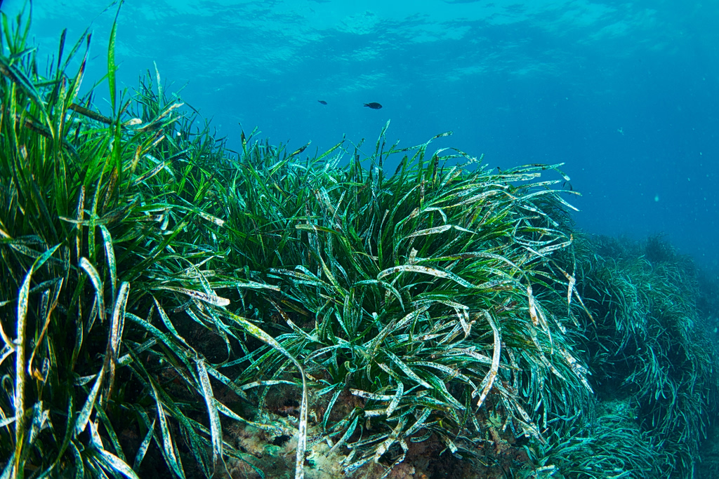 Posidonia Project: Σε νέα φάση η προστασία των λιβαδιών Ποσειδωνίας