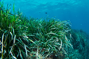 Posidonia Project: Σε νέα φάση η προστασία των λιβαδιών Ποσειδωνίας