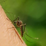 Επανεμφανίστηκε ο ιός του Δυτικού Νείλου: Το πρώτο κρούσμα της χρονιάς – Πώς μπορούμε να προστατευτούμε