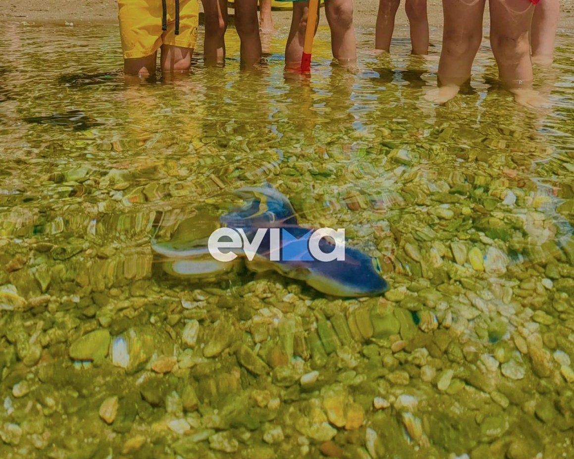 Σπάνιο χταπόδι Tremoctopus εμφανίστηκε στα ρηχά της Εύβοιας